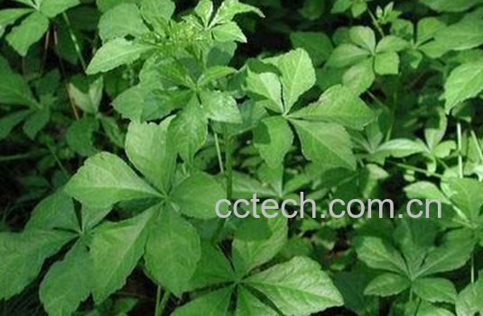 果蔬百科新鲜刺五加的功效与作用-0