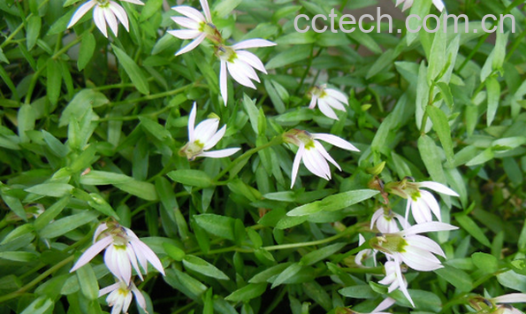 果蔬百科山梗菜的功效与作用-0