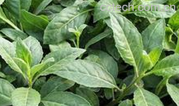 果蔬百科救心菜的功效与作用-0