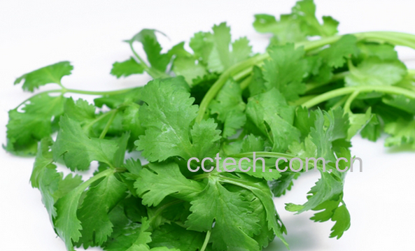 果蔬百科香菜的药用功效-0
