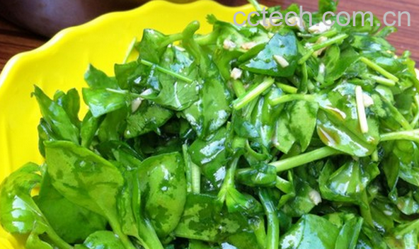 果蔬百科穿心莲怎么做好吃-0