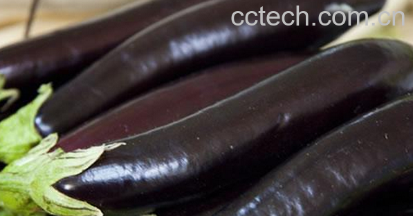 果蔬百科茄子的药用价值-0