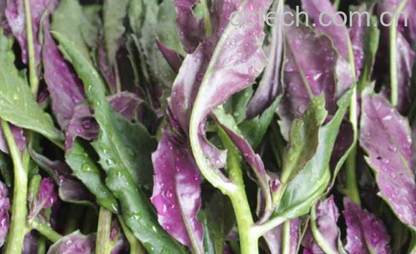 果蔬百科天葵的功效与作用-0