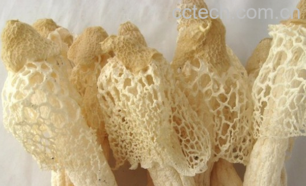 果蔬百科竹荪的营养价值与功效-0