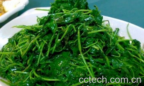 果蔬百科金花菜的常见吃法-0