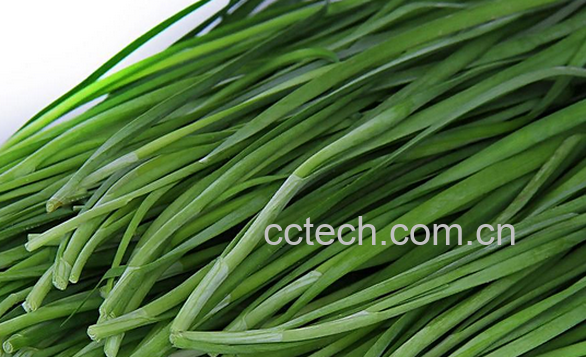果蔬百科吃韭菜要注意什么-0