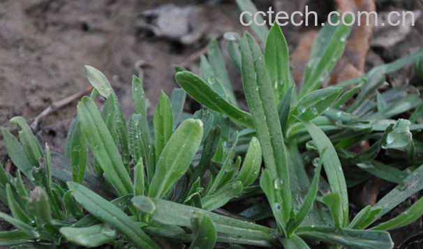 果蔬百科面条菜的功效与作用-0