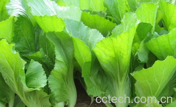 果蔬百科芥菜的功效与作用-0