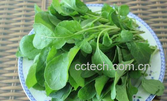 果蔬百科芝麻菜的营养价值-0