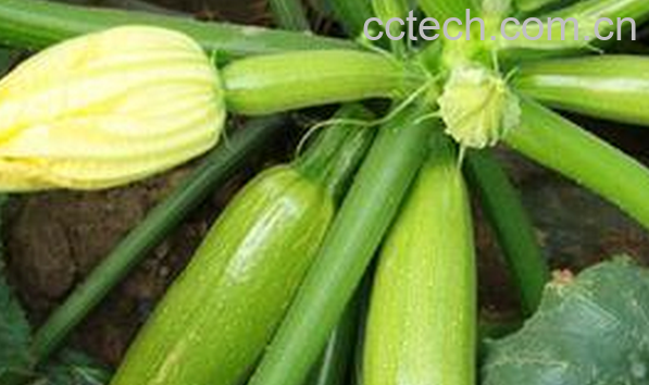 果蔬百科西葫芦的营养价值与功效-0