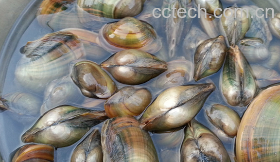 果蔬百科河蚌的营养价值-0