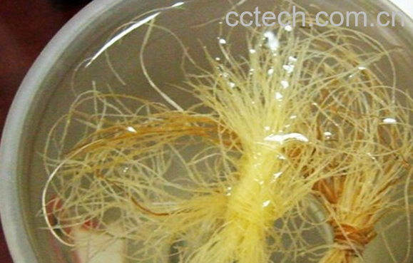 果蔬百科玉米须泡水喝的禁忌-0