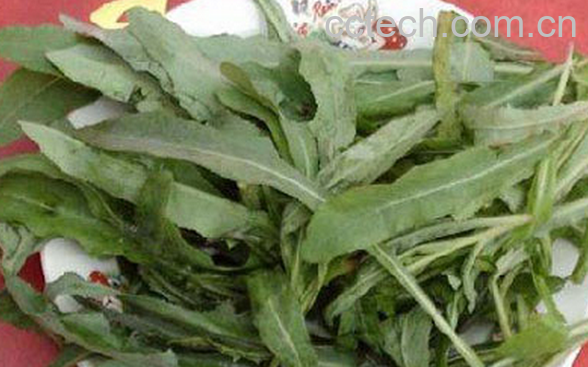 果蔬百科苦菜的营养价值与功效-0