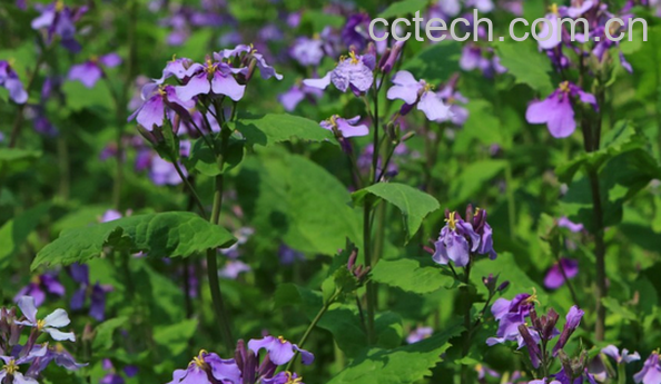 果蔬百科二月兰的功效与作用-0