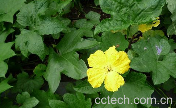 果蔬百科丝瓜叶能吃吗-0