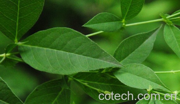 果蔬百科歪头菜的功效与作用-0