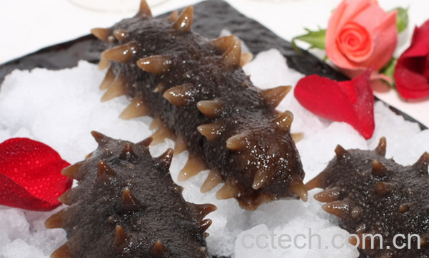 果蔬百科海参的营养价值与功效-0