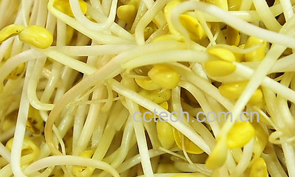 果蔬百科吃黄豆芽的好处有哪些-0