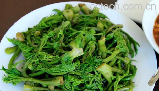 果蔬百科刺嫩芽的功效与作用-0