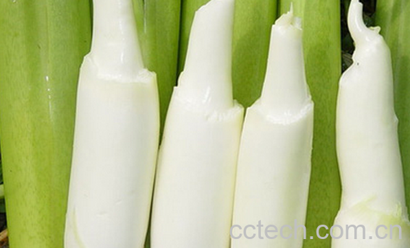 果蔬百科茭白是什么-0