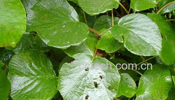 果蔬百科毛冬瓜的功效与作用-0