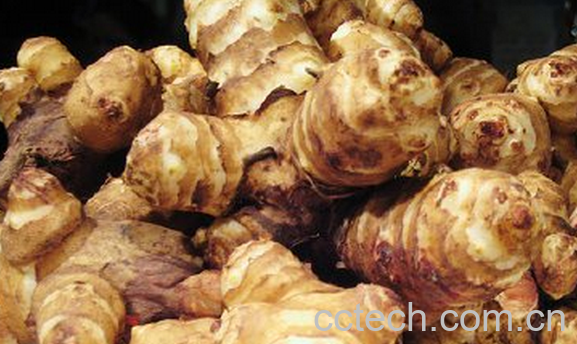 果蔬百科洋姜的保健用法-0