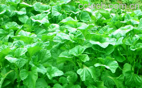 果蔬百科葵菜的营养价值与功效-0