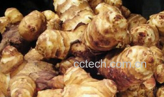 果蔬百科洋姜的营养价值与功效-0