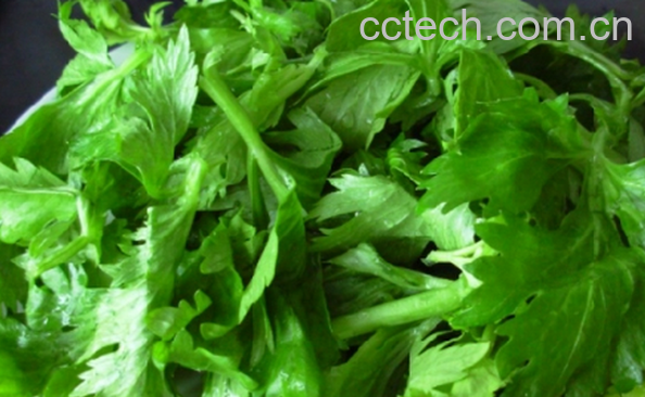 果蔬百科芹菜叶子怎么腌-0