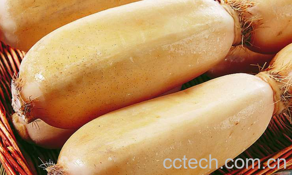 果蔬百科藕的食疗功效与用法-0