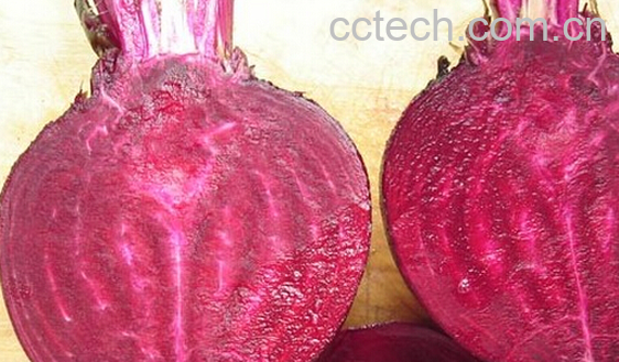 果蔬百科紫菜头是什么-0