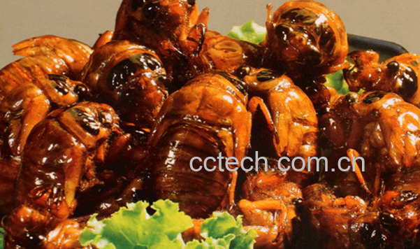 果蔬百科知了猴的营养价值与功效-0