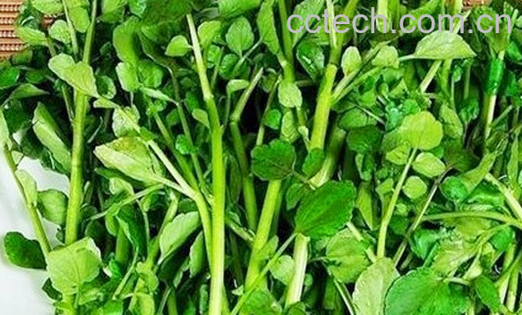 果蔬百科西洋菜的营养价值与功效-0