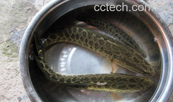 果蔬百科吃黑鱼的好处有哪些-0