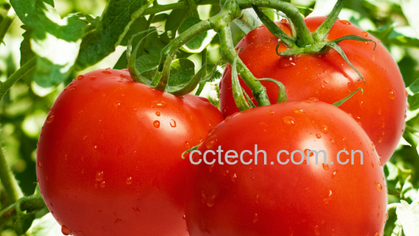 果蔬百科西红柿的营养价值-0