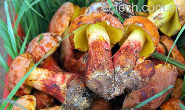 果蔬百科食用野生菌的注意事项-0