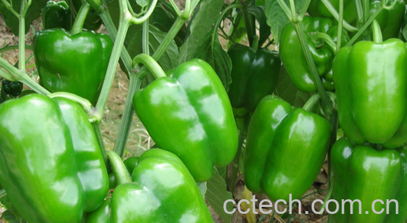 果蔬百科吃青椒会上火吗-0