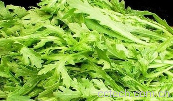 果蔬百科菊花菜的功效与作用-0