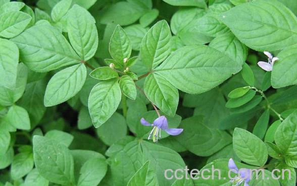果蔬百科白花菜的功效与作用-0