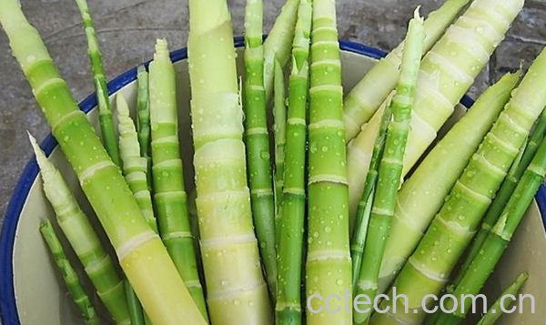 果蔬百科竹笋的营养价值与功效-0