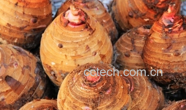 果蔬百科香芋的功效与作用-0