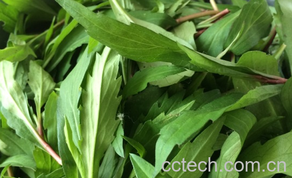 果蔬百科马兰头的营养价值-0