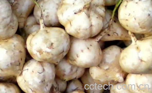 果蔬百科凉薯的功效与作用-0