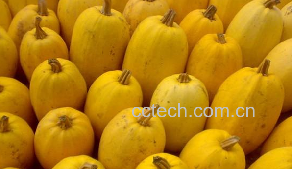 果蔬百科金丝瓜的功效与作用-0