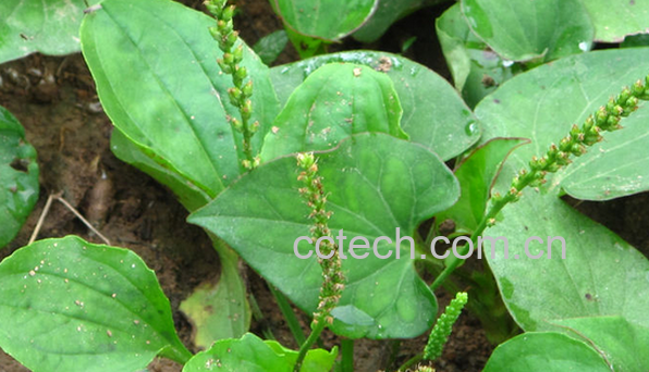 果蔬百科可以治癌症的野菜-0