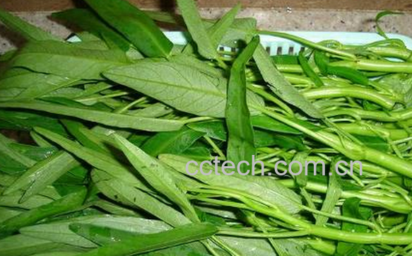 果蔬百科空心菜不能和什么一起吃-0