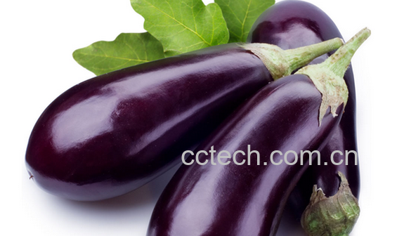 果蔬百科茄子的功效与作用-0