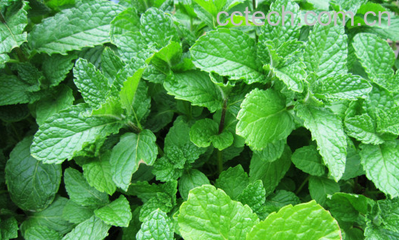 果蔬百科薄荷叶的功效与作用-0