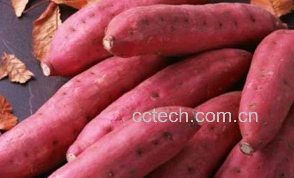 果蔬百科地瓜的功效与作用-0