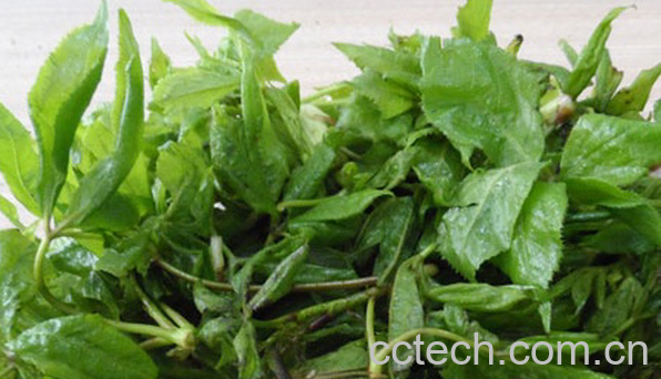 果蔬百科刺五加的食用功效与吃法-0